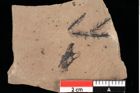 Foto (Detailansicht) von Glyptostrobus ungeri Heer (NHMW-GEO-2024-0188-0185)